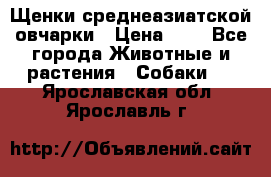 Щенки среднеазиатской овчарки › Цена ­ 1 - Все города Животные и растения » Собаки   . Ярославская обл.,Ярославль г.